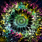 592 Cosmic Sunflower with Tumbler
